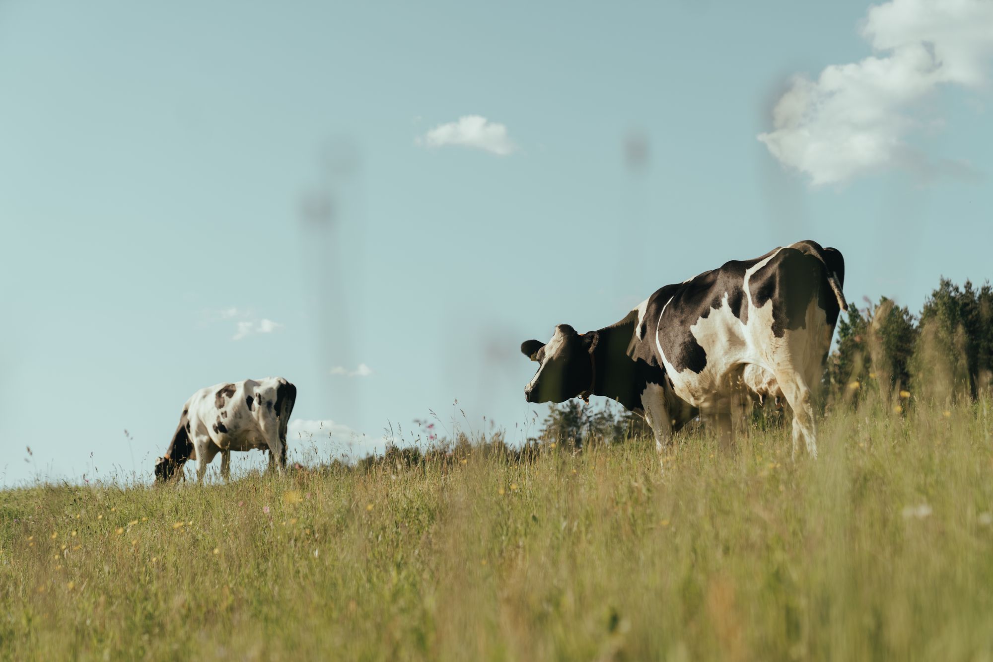 Dairy cattle grazing on green pasture